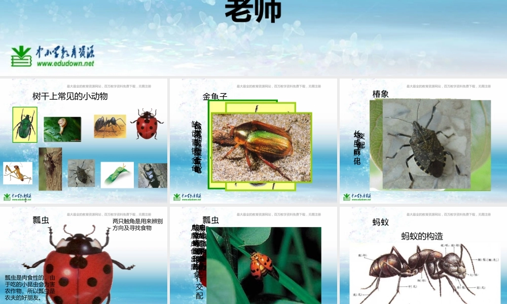 苏教小学科学三上《05校园里的小动物》PPT课件(3)【加微信公众号 jiaoxuewuyou 九折优惠qq 1119139686】.ppt