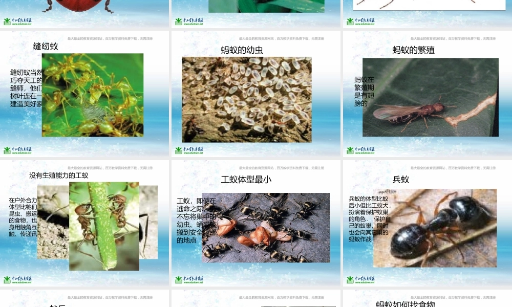 苏教小学科学三上《05校园里的小动物》PPT课件(3)【加微信公众号 jiaoxuewuyou 九折优惠qq 1119139686】.ppt