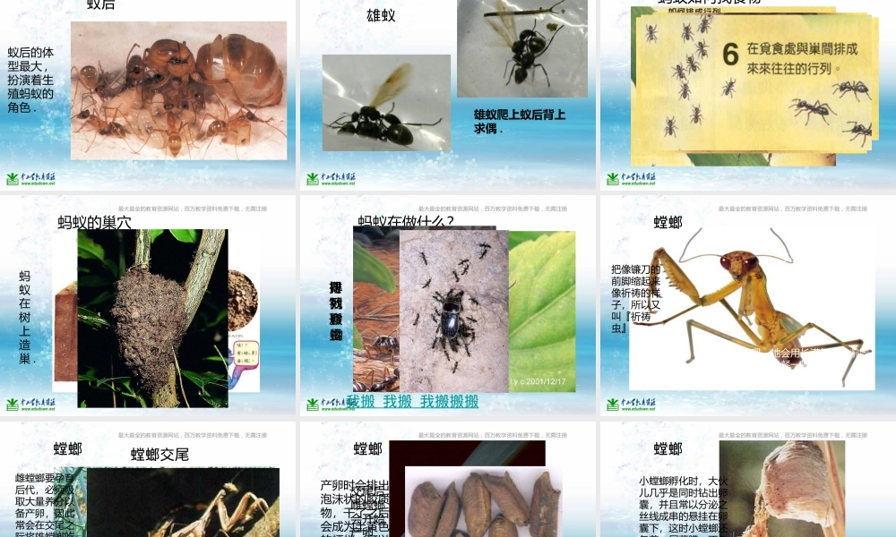 苏教小学科学三上《05校园里的小动物》PPT课件(3)【加微信公众号 jiaoxuewuyou 九折优惠qq 1119139686】.ppt