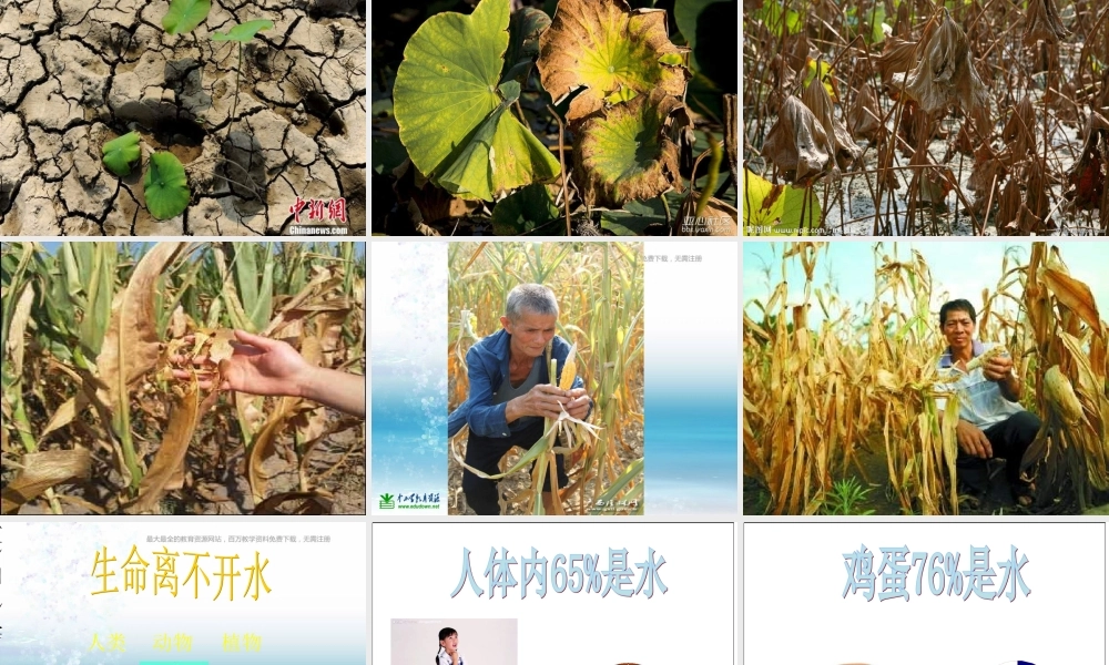 苏教小学科学三上《07生命离不开水》PPT课件(7)【加微信公众号 jiaoxuewuyou 九折优惠qq 1119139686】.ppt