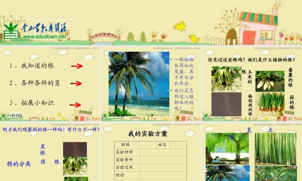 苏教小学科学三下《2.2．根和茎》PPT课件(7)【加微信公众号 jiaoxuewuyou 九折优惠qq 1119139686】.ppt