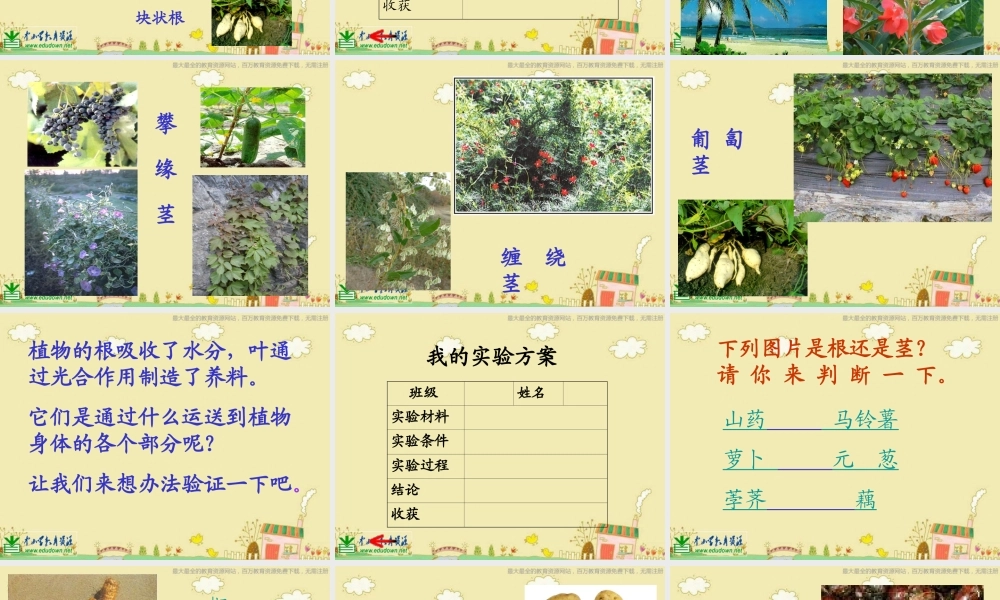 苏教小学科学三下《2.2．根和茎》PPT课件(7)【加微信公众号 jiaoxuewuyou 九折优惠qq 1119139686】.ppt