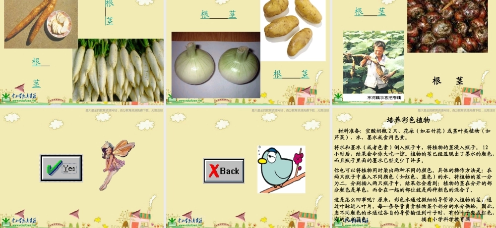 苏教小学科学三下《2.2．根和茎》PPT课件(7)【加微信公众号 jiaoxuewuyou 九折优惠qq 1119139686】.ppt