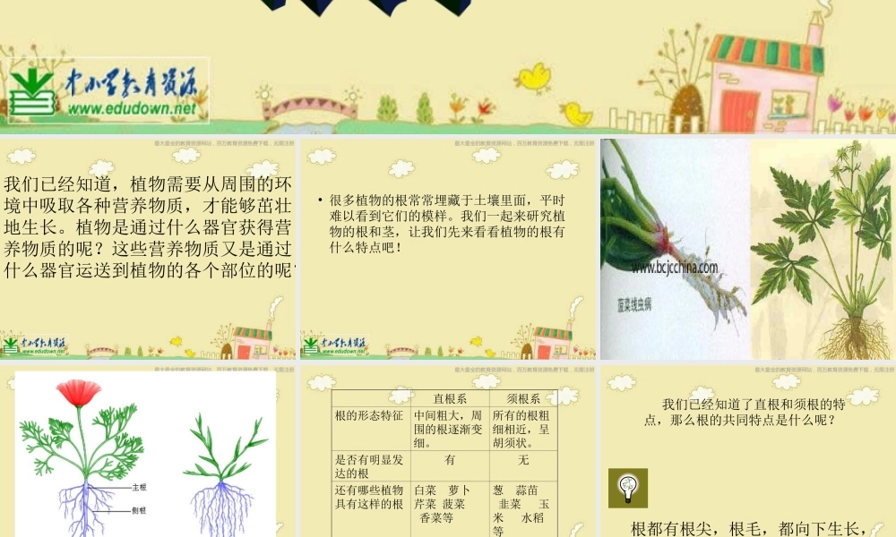 苏教小学科学三下《2.2．根和茎》PPT课件(8)【加微信公众号 jiaoxuewuyou 九折优惠qq 1119139686】.ppt