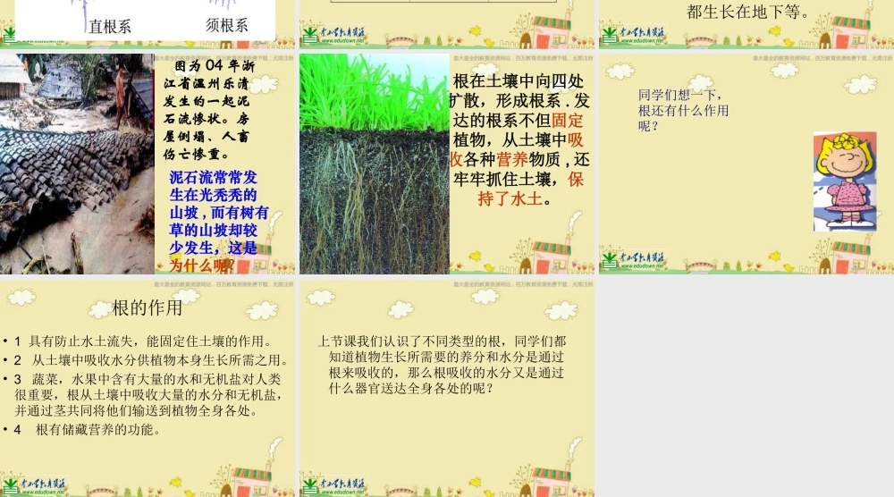 苏教小学科学三下《2.2．根和茎》PPT课件(8)【加微信公众号 jiaoxuewuyou 九折优惠qq 1119139686】.ppt