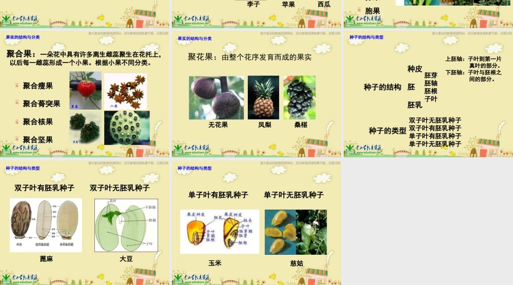 苏教小学科学三下《2.1 果实和种子》PPT课件 (5)【加微信公众号 jiaoxuewuyou 九折优惠qq 1119139686】.ppt