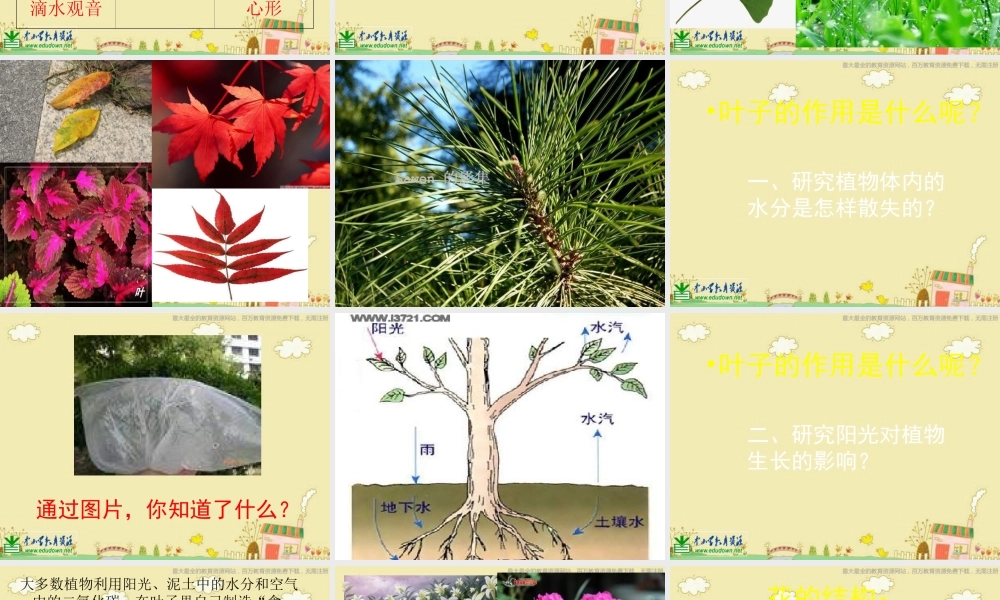 苏教小学科学三下《2.3．叶和花》PPT课件(3)【加微信公众号 jiaoxuewuyou 九折优惠qq 1119139686】.ppt