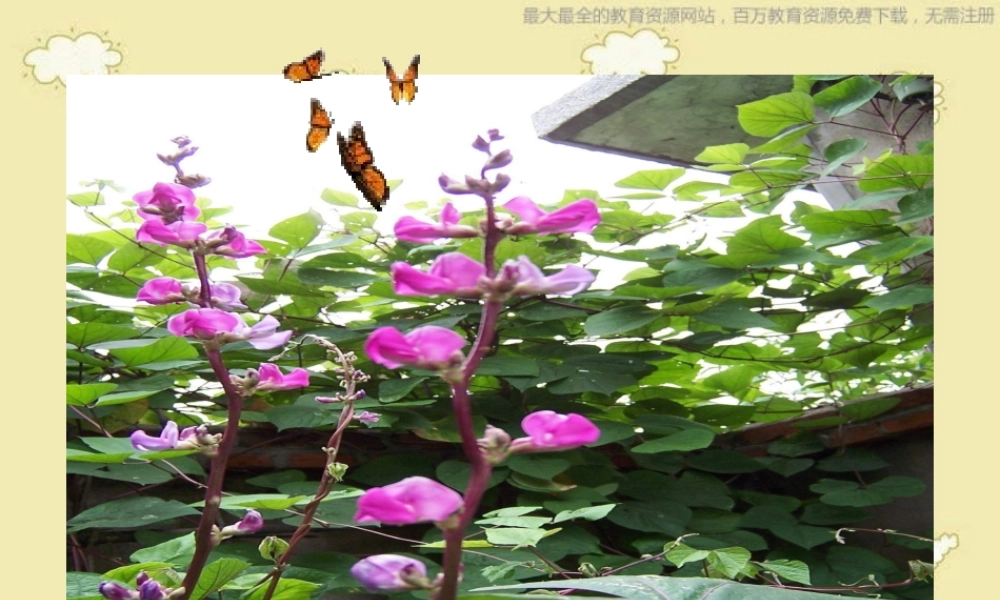 苏教小学科学三下《2.2．根和茎》PPT课件(3)【加微信公众号 jiaoxuewuyou 九折优惠qq 1119139686】.ppt