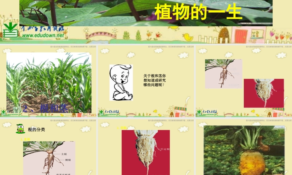 苏教小学科学三下《2.2．根和茎》PPT课件(3)【加微信公众号 jiaoxuewuyou 九折优惠qq 1119139686】.ppt