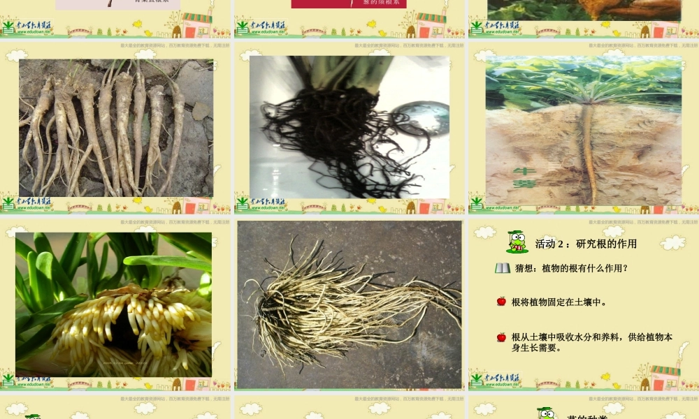 苏教小学科学三下《2.2．根和茎》PPT课件(3)【加微信公众号 jiaoxuewuyou 九折优惠qq 1119139686】.ppt