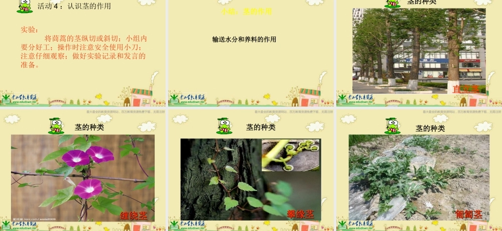 苏教小学科学三下《2.2．根和茎》PPT课件(3)【加微信公众号 jiaoxuewuyou 九折优惠qq 1119139686】.ppt