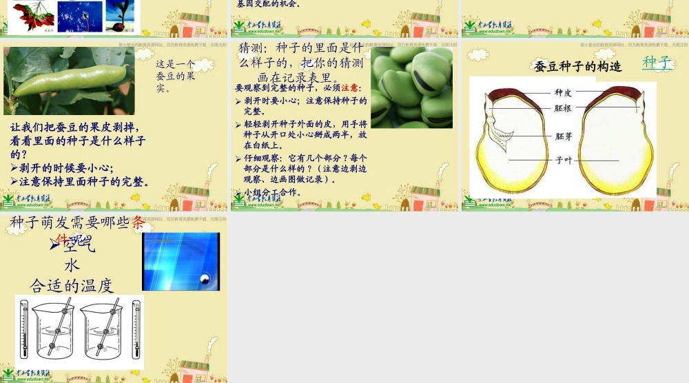 苏教小学科学三下《2.1 果实和种子》PPT课件 (2)【加微信公众号 jiaoxuewuyou 九折优惠qq 1119139686】.ppt