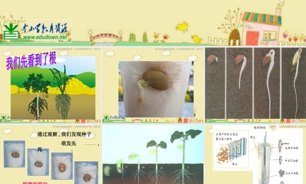 苏教小学科学三下《2.2．根和茎》PPT课件(2)【加微信公众号 jiaoxuewuyou 九折优惠qq 1119139686】.ppt