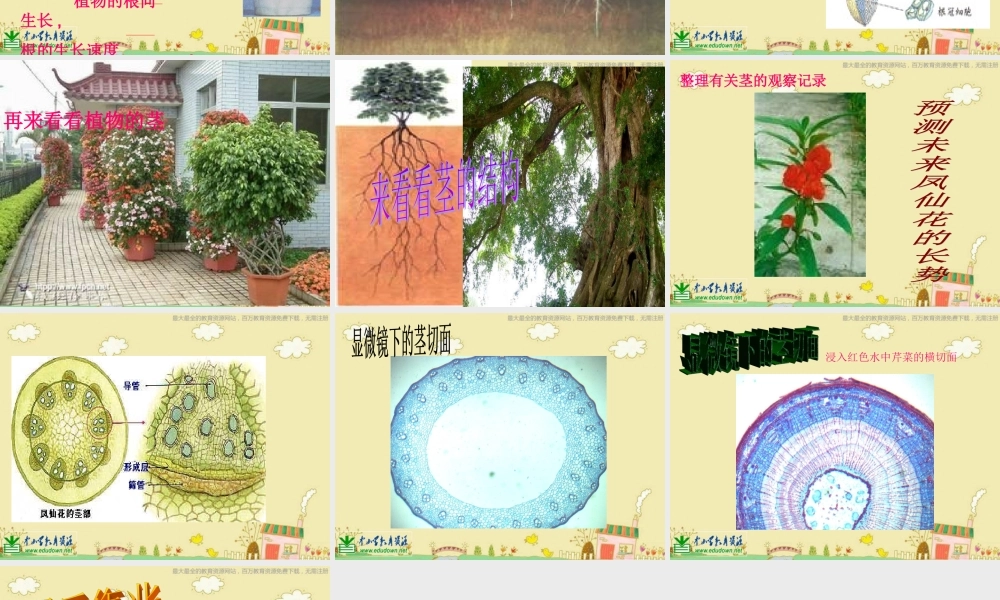 苏教小学科学三下《2.2．根和茎》PPT课件(2)【加微信公众号 jiaoxuewuyou 九折优惠qq 1119139686】.ppt