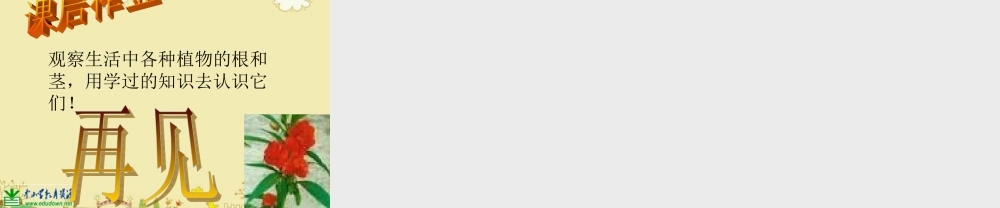 苏教小学科学三下《2.2．根和茎》PPT课件(2)【加微信公众号 jiaoxuewuyou 九折优惠qq 1119139686】.ppt