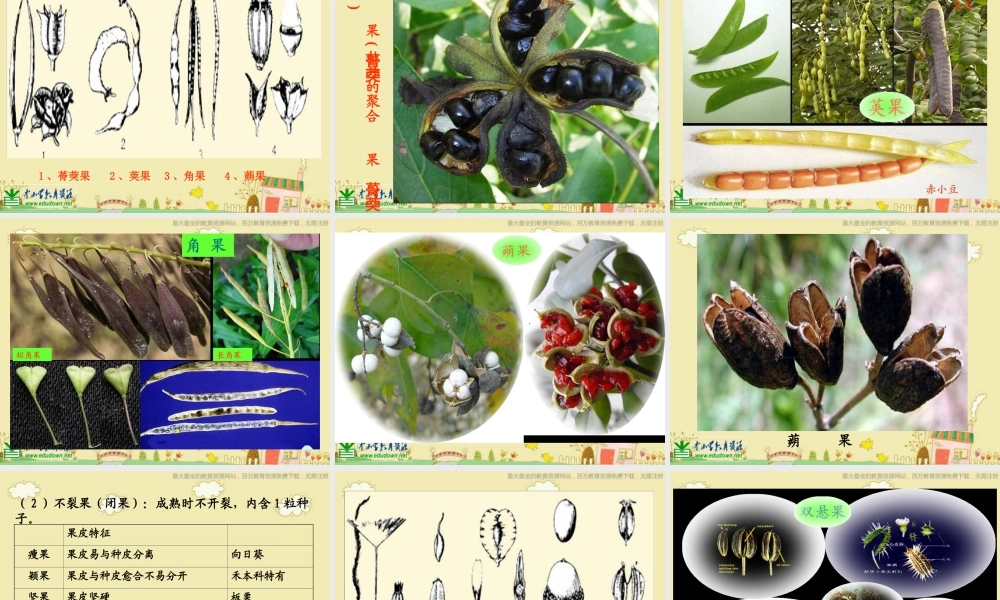 苏教小学科学三下《2.1 果实和种子》PPT课件 (1)【加微信公众号 jiaoxuewuyou 九折优惠qq 1119139686】.ppt