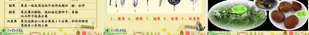 苏教小学科学三下《2.1 果实和种子》PPT课件 (1)【加微信公众号 jiaoxuewuyou 九折优惠qq 1119139686】.ppt