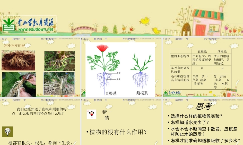 苏教小学科学三下《2.2．根和茎》PPT课件(1)【加微信公众号 jiaoxuewuyou 九折优惠qq 1119139686】.ppt