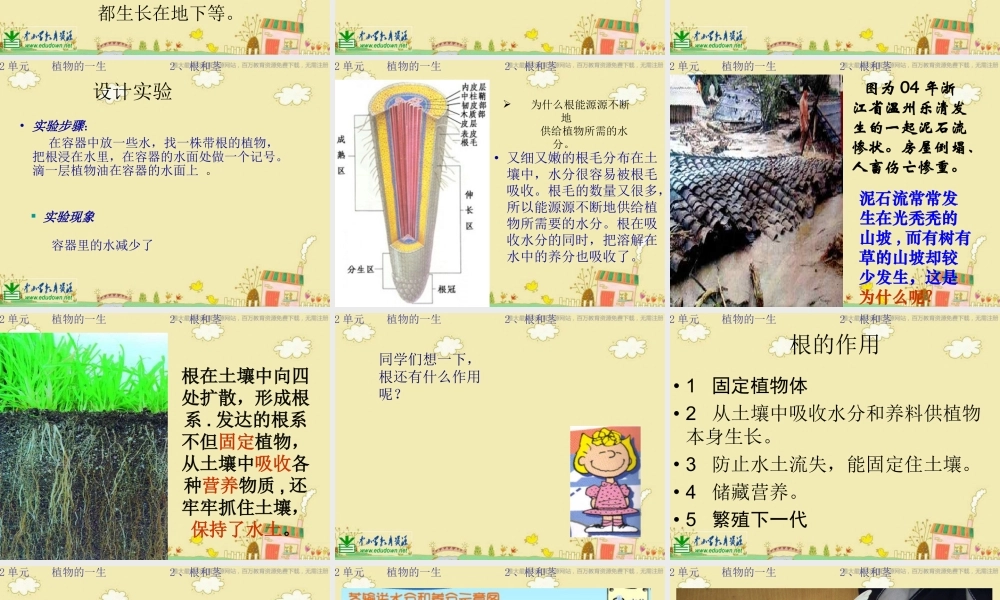 苏教小学科学三下《2.2．根和茎》PPT课件(1)【加微信公众号 jiaoxuewuyou 九折优惠qq 1119139686】.ppt