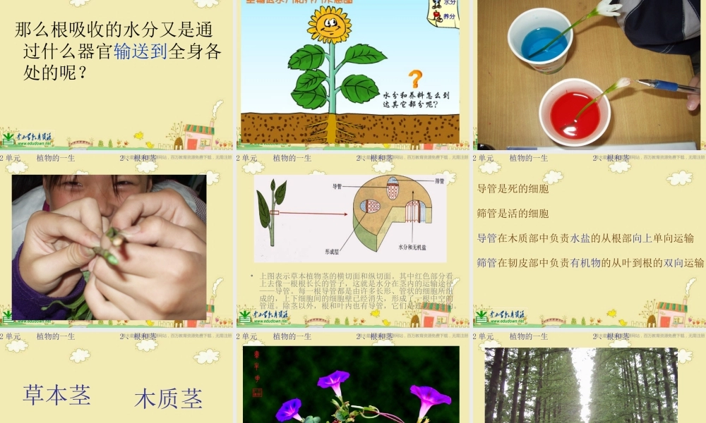 苏教小学科学三下《2.2．根和茎》PPT课件(1)【加微信公众号 jiaoxuewuyou 九折优惠qq 1119139686】.ppt