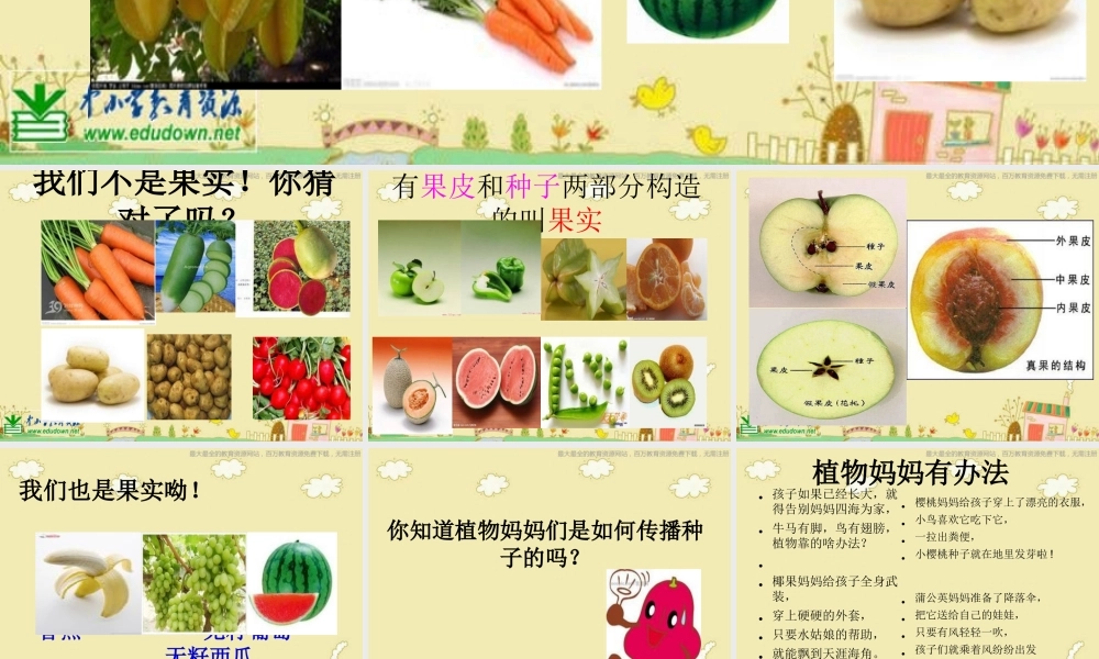苏教小学科学三下《2.1 果实和种子》PPT课件 (4)【加微信公众号 jiaoxuewuyou 九折优惠qq 1119139686】.ppt