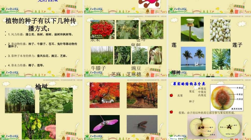 苏教小学科学三下《2.1 果实和种子》PPT课件 (4)【加微信公众号 jiaoxuewuyou 九折优惠qq 1119139686】.ppt