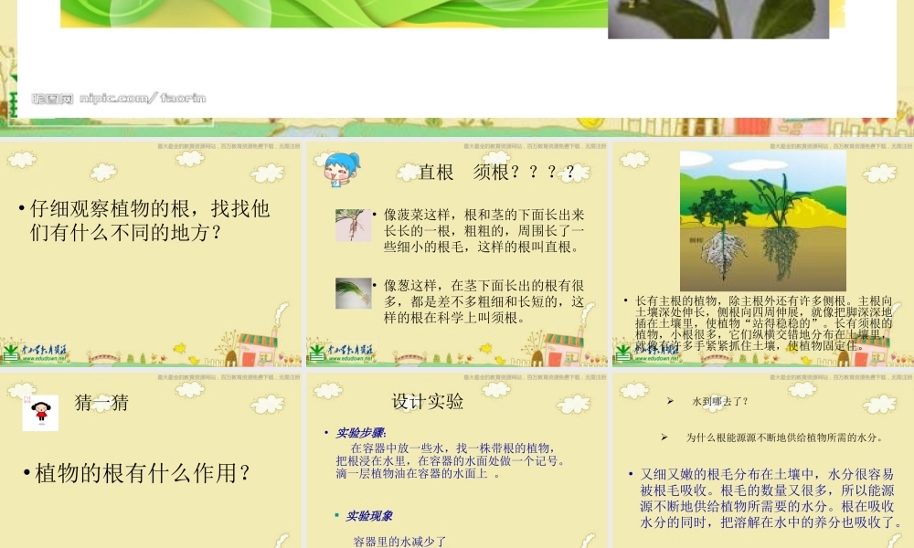 苏教小学科学三下《2.2．根和茎》PPT课件(4)【加微信公众号 jiaoxuewuyou 九折优惠qq 1119139686】.ppt