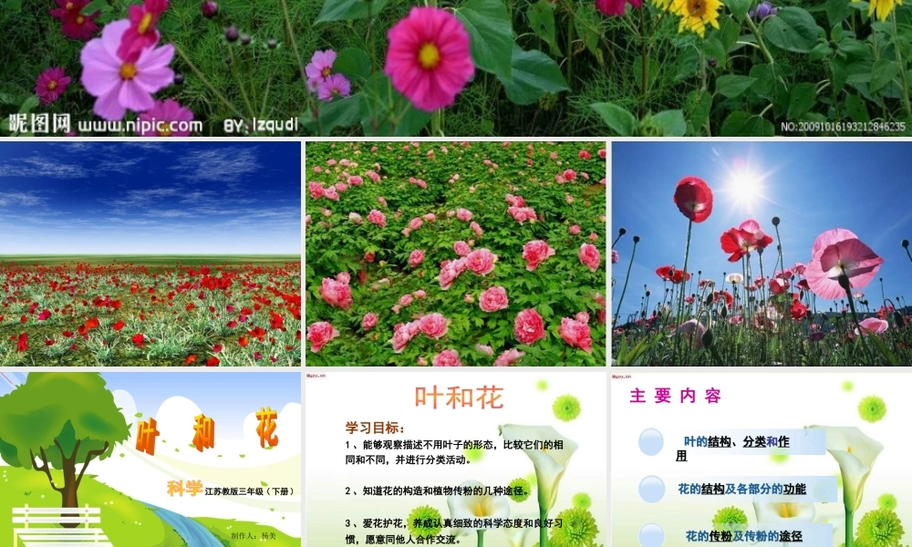 苏教小学科学三下《2.3．叶和花》PPT课件(1)【加微信公众号 jiaoxuewuyou 九折优惠qq 1119139686】.ppt