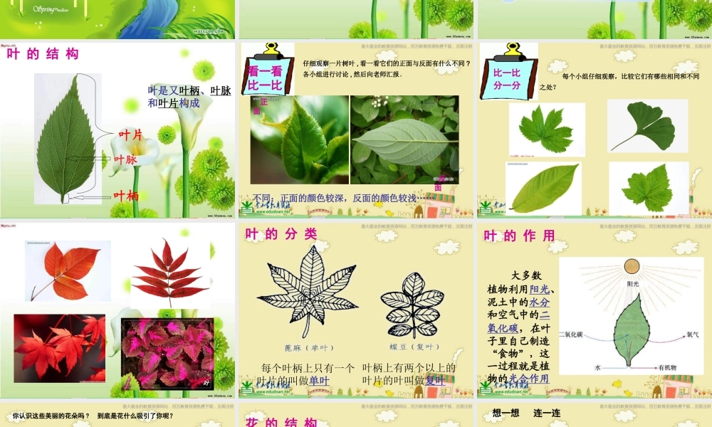 苏教小学科学三下《2.3．叶和花》PPT课件(1)【加微信公众号 jiaoxuewuyou 九折优惠qq 1119139686】.ppt
