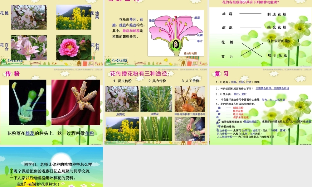 苏教小学科学三下《2.3．叶和花》PPT课件(1)【加微信公众号 jiaoxuewuyou 九折优惠qq 1119139686】.ppt