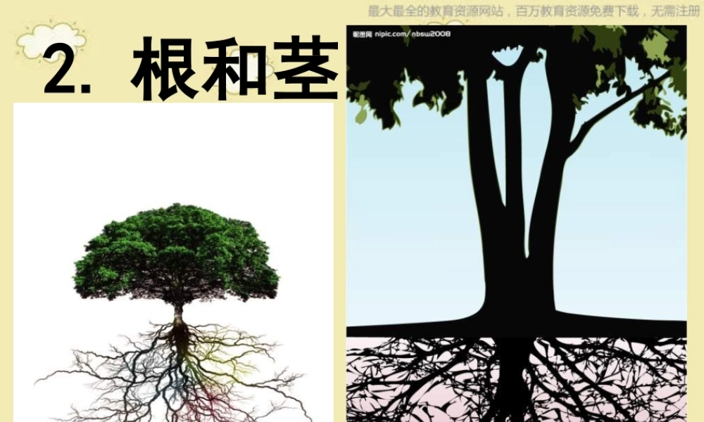 苏教小学科学三下《2.2．根和茎》PPT课件(5)【加微信公众号 jiaoxuewuyou 九折优惠qq 1119139686】.ppt