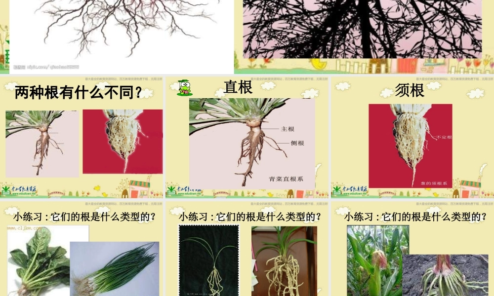 苏教小学科学三下《2.2．根和茎》PPT课件(5)【加微信公众号 jiaoxuewuyou 九折优惠qq 1119139686】.ppt