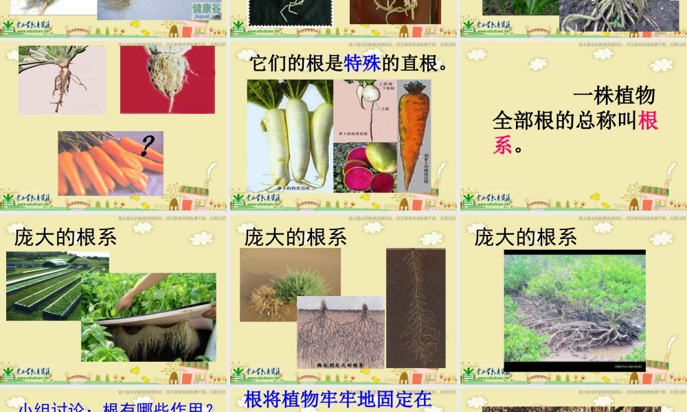 苏教小学科学三下《2.2．根和茎》PPT课件(5)【加微信公众号 jiaoxuewuyou 九折优惠qq 1119139686】.ppt