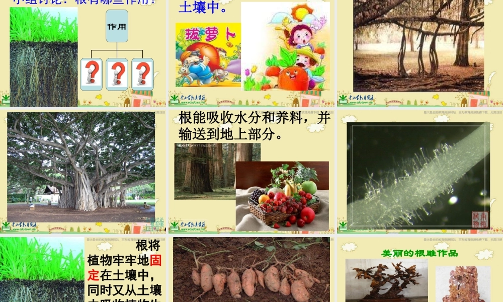 苏教小学科学三下《2.2．根和茎》PPT课件(5)【加微信公众号 jiaoxuewuyou 九折优惠qq 1119139686】.ppt