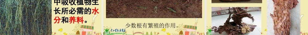 苏教小学科学三下《2.2．根和茎》PPT课件(5)【加微信公众号 jiaoxuewuyou 九折优惠qq 1119139686】.ppt
