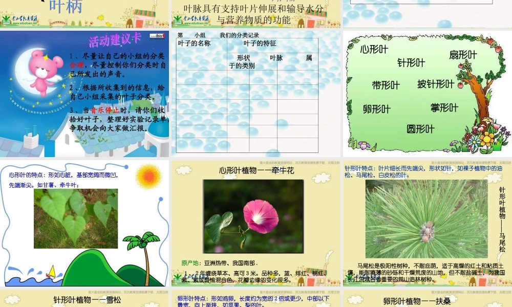 苏教小学科学三下《2.3．叶和花》PPT课件(2)【加微信公众号 jiaoxuewuyou 九折优惠qq 1119139686】.ppt