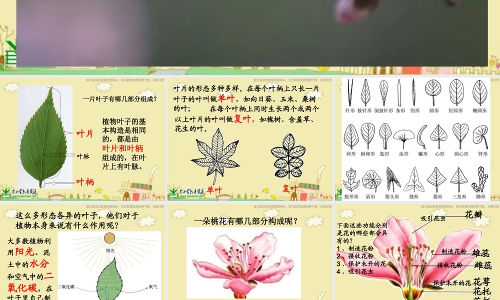 苏教小学科学三下《2.3．叶和花》PPT课件(4)【加微信公众号 jiaoxuewuyou 九折优惠qq 1119139686】.ppt