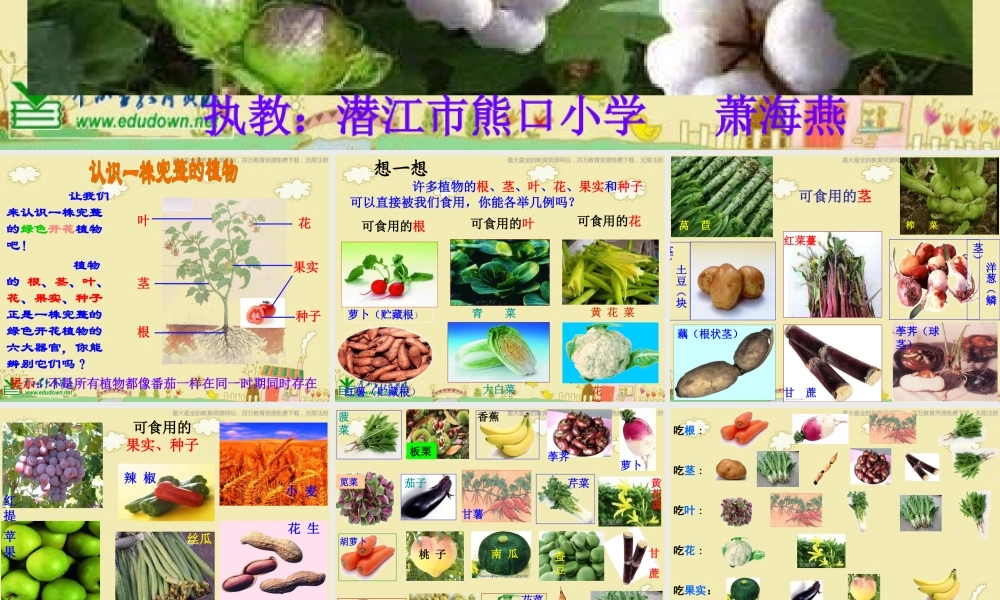 苏教小学科学三下《2.4.植物和我们》PPT课件 (1)【加微信公众号 jiaoxuewuyou 九折优惠qq 1119139686】.ppt