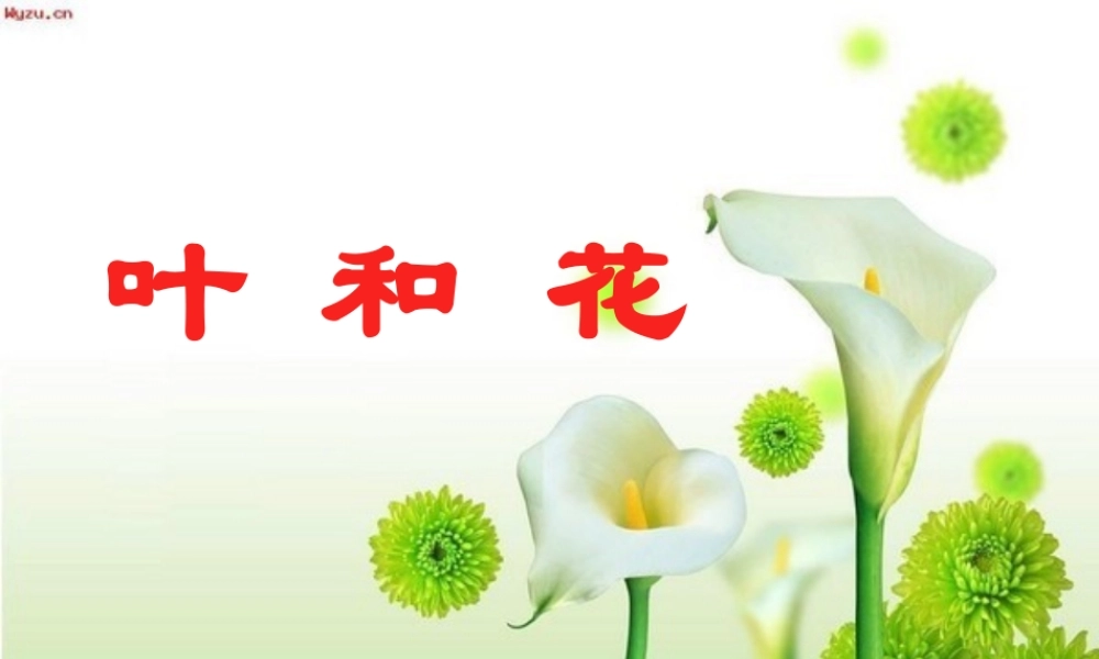 苏教小学科学三下《2.3．叶和花》PPT课件(9)【加微信公众号 jiaoxuewuyou 九折优惠qq 1119139686】.ppt