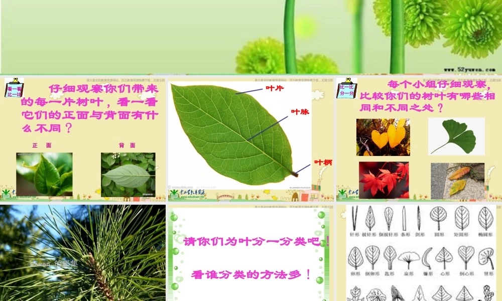 苏教小学科学三下《2.3．叶和花》PPT课件(9)【加微信公众号 jiaoxuewuyou 九折优惠qq 1119139686】.ppt