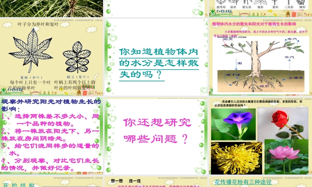 苏教小学科学三下《2.3．叶和花》PPT课件(9)【加微信公众号 jiaoxuewuyou 九折优惠qq 1119139686】.ppt