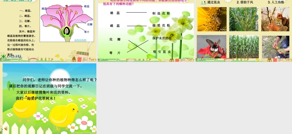 苏教小学科学三下《2.3．叶和花》PPT课件(9)【加微信公众号 jiaoxuewuyou 九折优惠qq 1119139686】.ppt