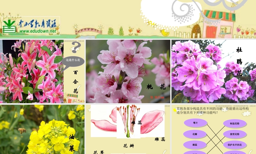 苏教小学科学三下《2.3．叶和花》PPT课件(5)【加微信公众号 jiaoxuewuyou 九折优惠qq 1119139686】.ppt
