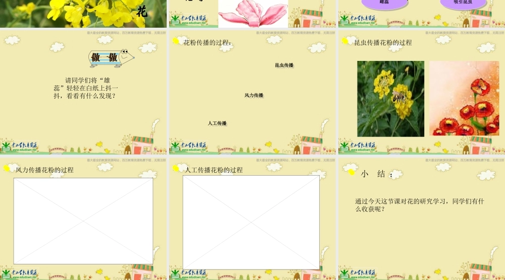 苏教小学科学三下《2.3．叶和花》PPT课件(5)【加微信公众号 jiaoxuewuyou 九折优惠qq 1119139686】.ppt