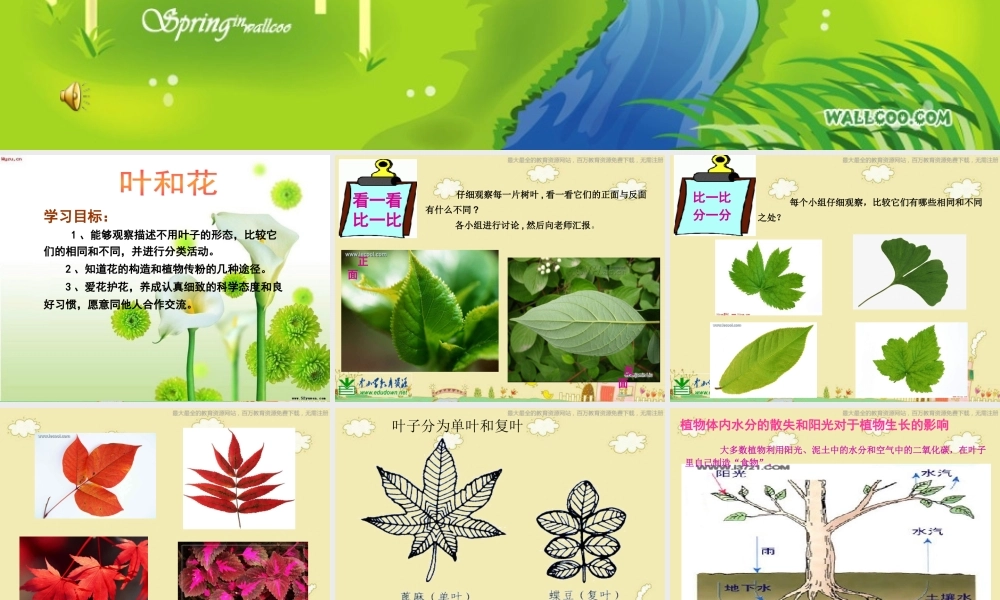 苏教小学科学三下《2.3．叶和花》PPT课件(8)【加微信公众号 jiaoxuewuyou 九折优惠qq 1119139686】.ppt