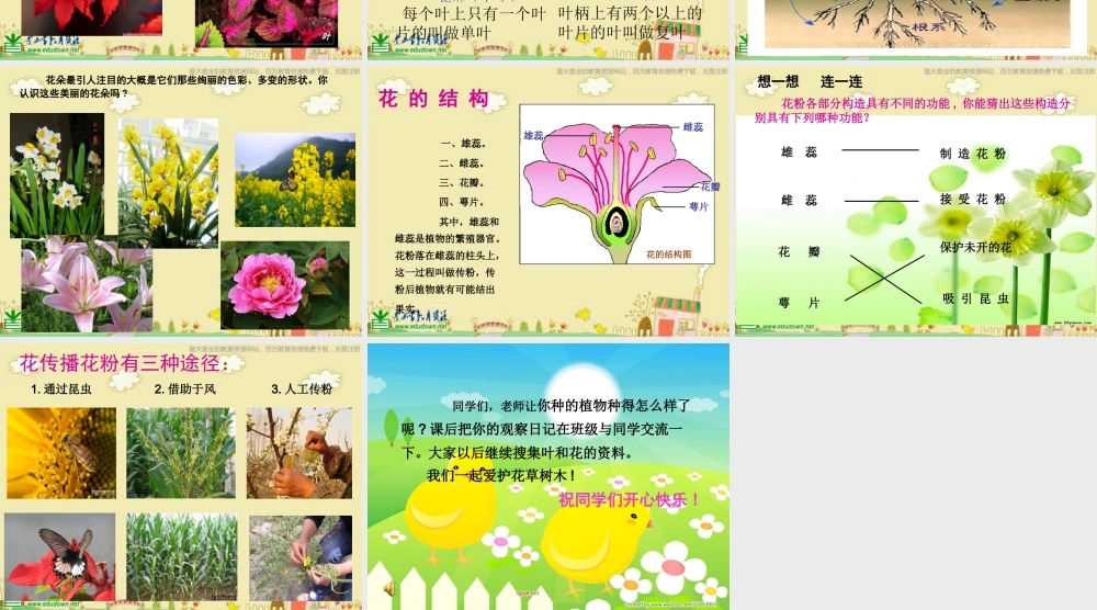 苏教小学科学三下《2.3．叶和花》PPT课件(8)【加微信公众号 jiaoxuewuyou 九折优惠qq 1119139686】.ppt