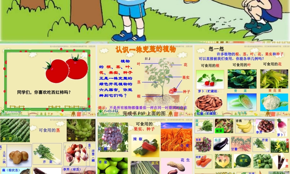 苏教小学科学三下《2.4.植物和我们》PPT课件 (2)【加微信公众号 jiaoxuewuyou 九折优惠qq 1119139686】.ppt