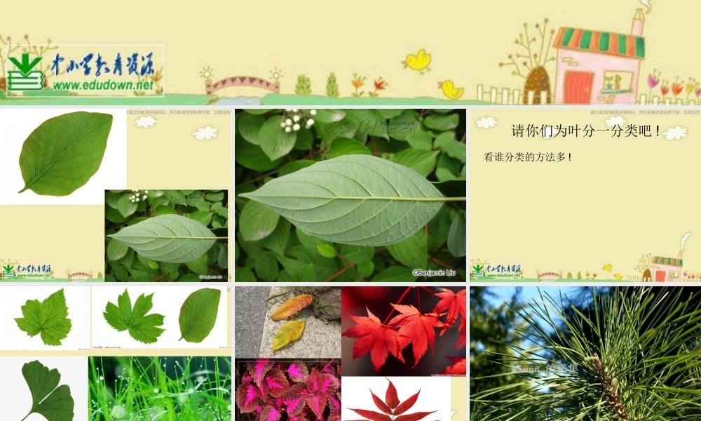苏教小学科学三下《2.3．叶和花》PPT课件(6)【加微信公众号 jiaoxuewuyou 九折优惠qq 1119139686】.ppt