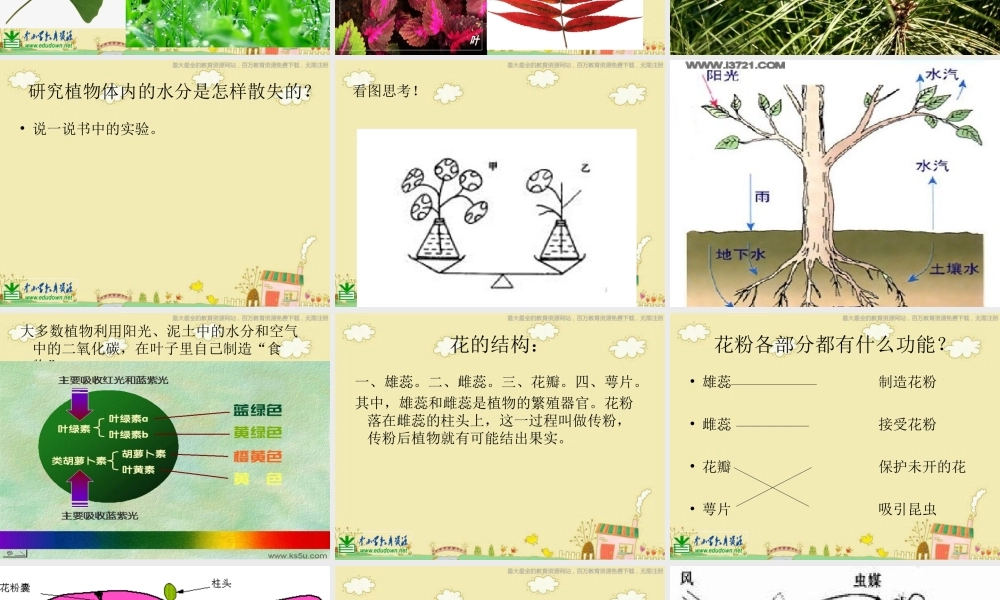苏教小学科学三下《2.3．叶和花》PPT课件(6)【加微信公众号 jiaoxuewuyou 九折优惠qq 1119139686】.ppt