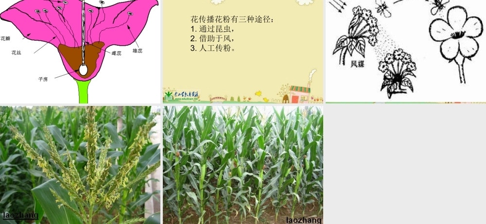 苏教小学科学三下《2.3．叶和花》PPT课件(6)【加微信公众号 jiaoxuewuyou 九折优惠qq 1119139686】.ppt